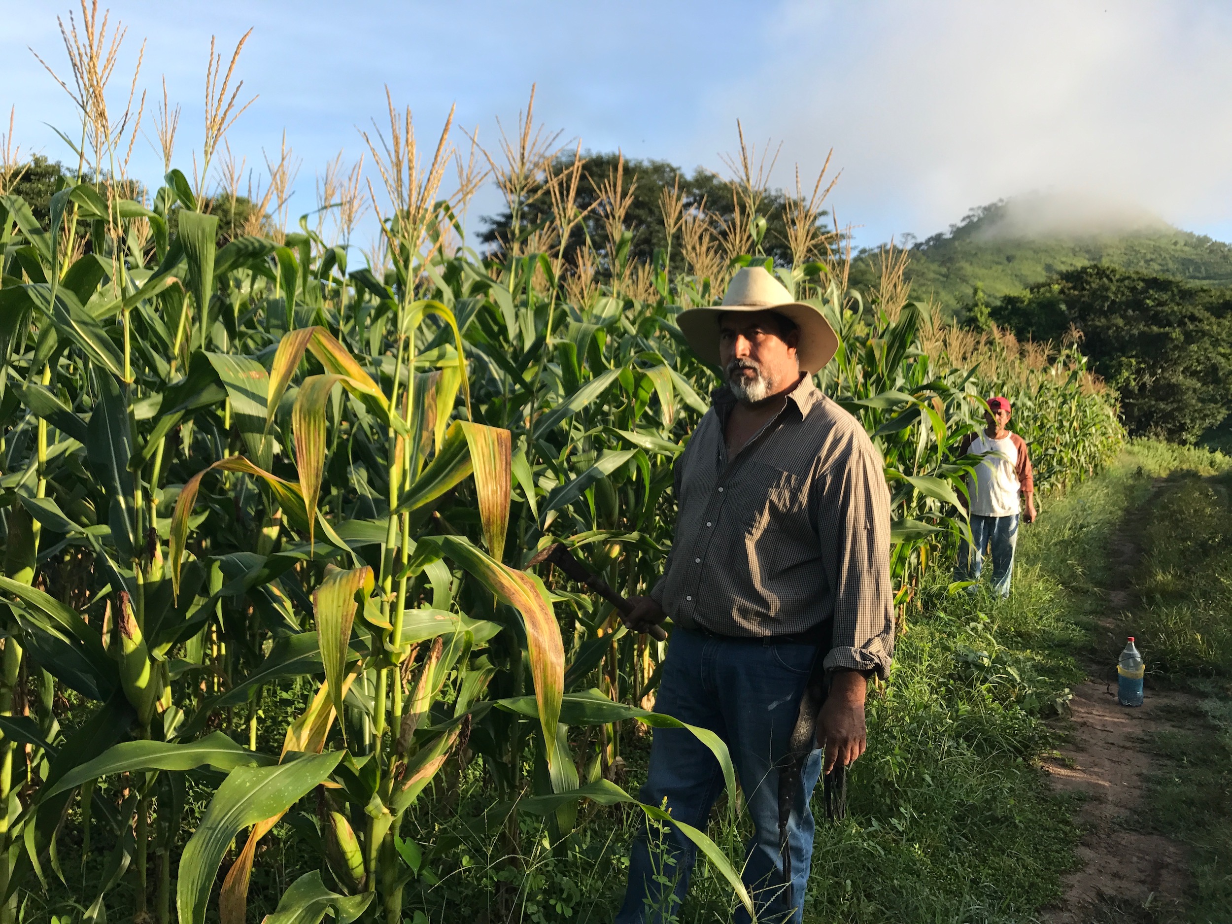Francisco Sunrise Corn Harvest